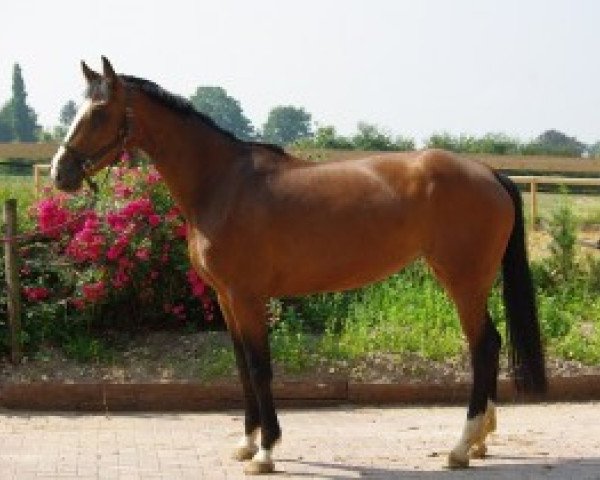 broodmare Ahreste (KWPN (Royal Dutch Sporthorse), 2005, from Ultimo)