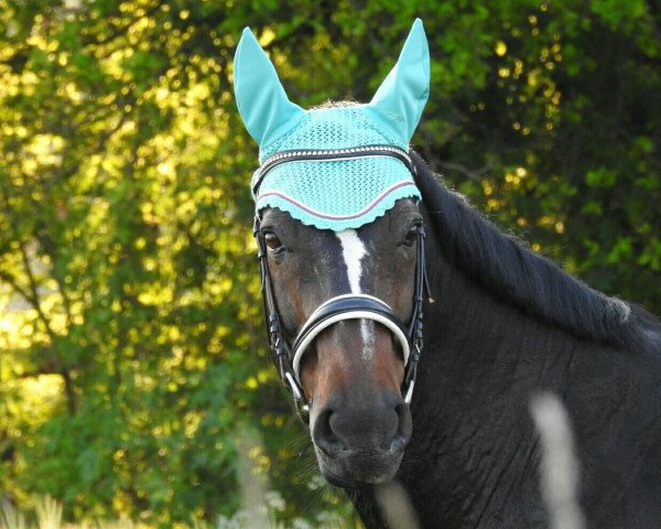 horse Wynona (Saxony-Anhaltiner, 1996, from World Cup III)