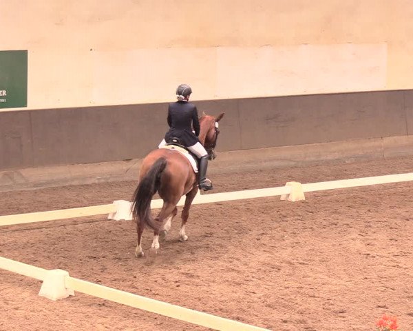 Reitturnier Dallgow 2018