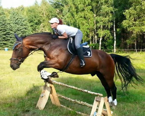 horse Larino (Sachs-door. Heavy Warmbl., 2003, from Lord I 1446)