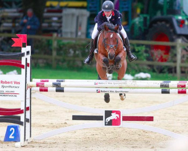 Springpferd Matchano (Deutsches Reitpony, 2008, von Matchello)