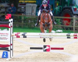Springpferd Matchano (Deutsches Reitpony, 2008, von Matchello)