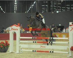Springpferd Garmani of The Lowlands (Belgisches Warmblut, 2006, von Perhaps van het Molenvondel)
