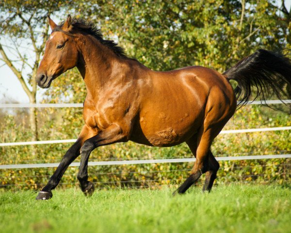 horse Lakita 7 (Oldenburg, 1998, from Laurion) horse Lakita 7 (Oldenburg, 1998, from Laurion)