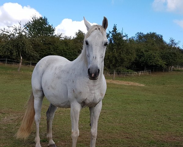 broodmare Finezja (Polish Warmblood, 2001, from Novum) broodmare Finezja (Polish Warmblood, 2001, from Novum)