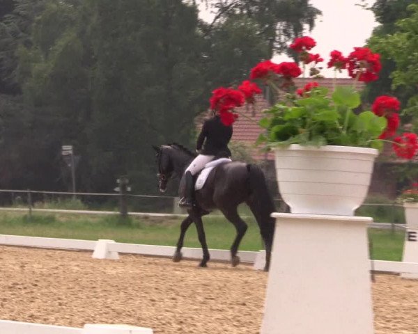 Reitturnier Hille 2018