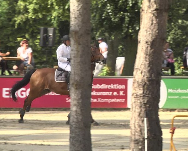 Reitturnier Viernheim 2018