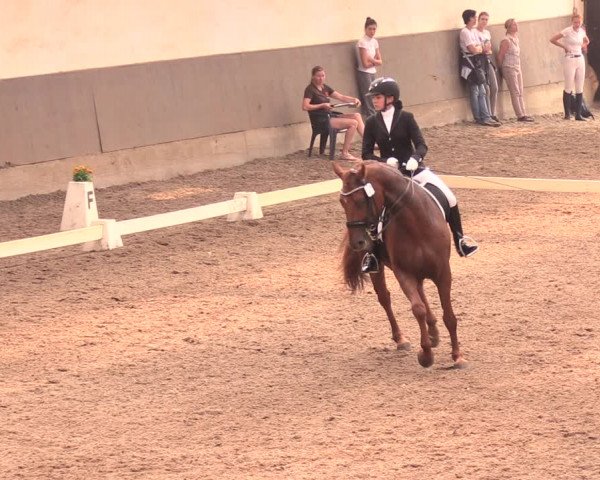 Reitturnier Dallgow 2018