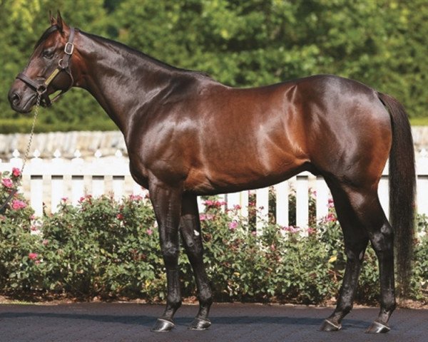 stallion Justin Phillip xx (Thoroughbred, 2008, from First Samurai xx)