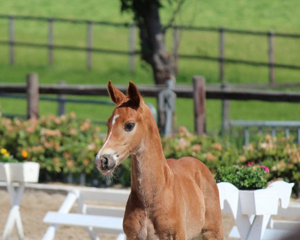 horse Calgary HH (Hanoverian, 2013, from Cador 5)
