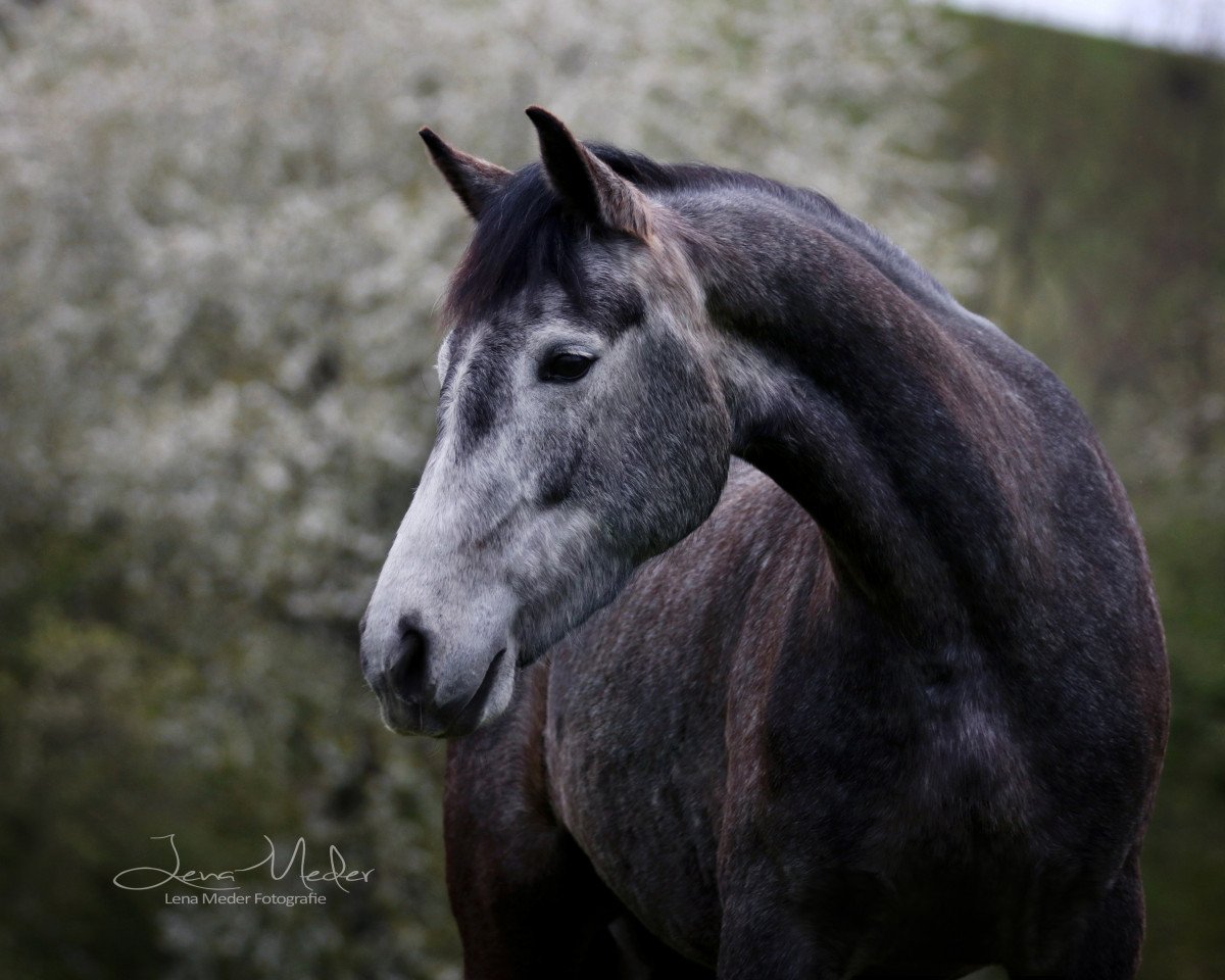 Cavallo da Dressage Uggool Misty (Pony Connemara, 2012, di Caherlistrane Bay)