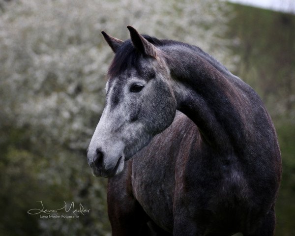 Cavallo da Dressage Uggool Misty (Pony Connemara, 2012, di Caherlistrane Bay)