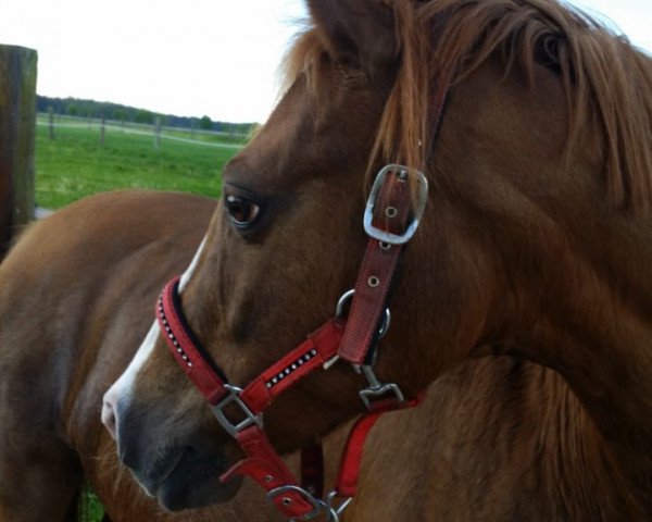 horse de luxe 26 (unknown,  )