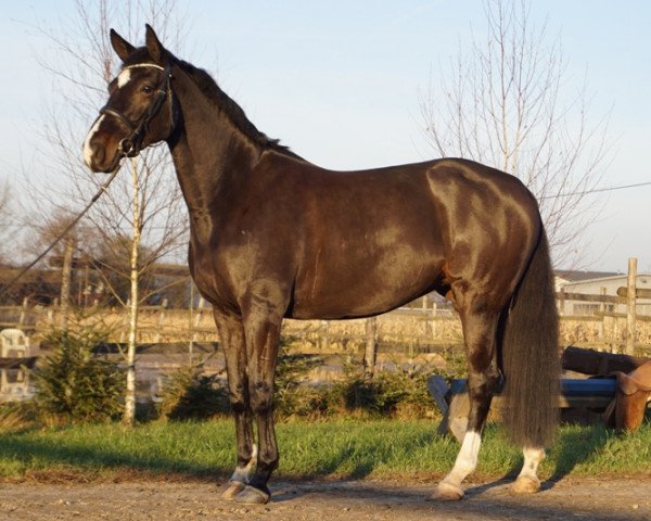 horse Conn Rubina (Holsteiner, 2011, from Connor 48)