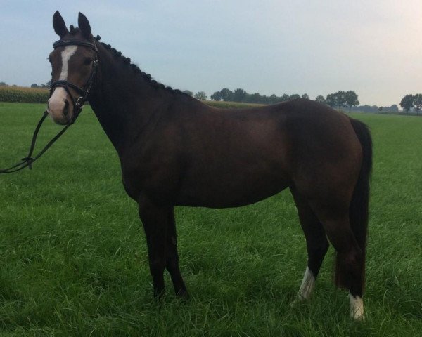 Dressurpferd Campsterhoven's Vera (KWPN (Niederländisches Warmblut), 2013, von Steerwolde's V.I.P.)
