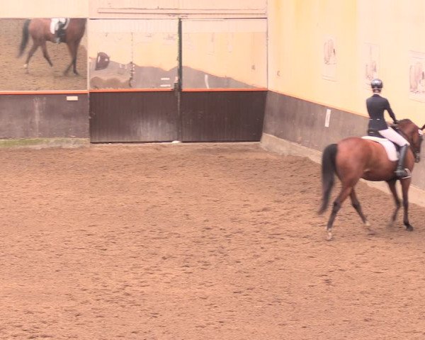 Reitturnier Dallgow 2018
