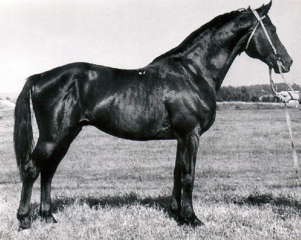 Deckhengst Galop (Russisch Trakehner, 1967, von Pompej)