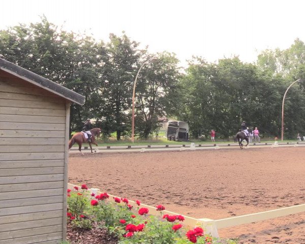 Reitturnier Dallgow 2018