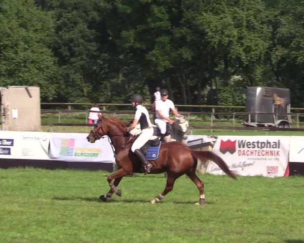 Reitturnier Schillerslage 2018
