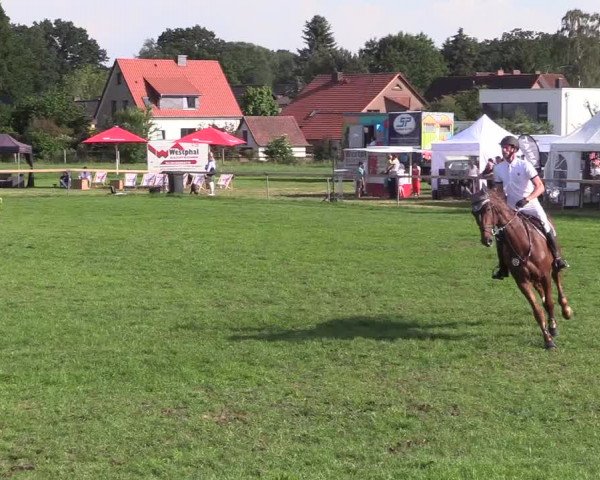 Reitturnier Schillerslage 2018