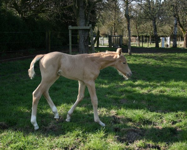 horse Qamar de la Vie C (Westphalian, 2017, from Qaside Md)
