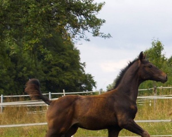 broodmare Cleopatra Abonniert (Hanoverian, 2006, from Chico's Boy)