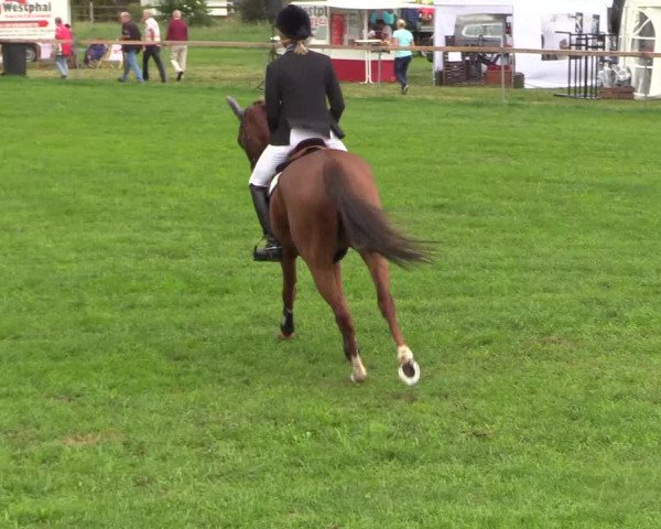 Reitturnier Schillerslage 2018