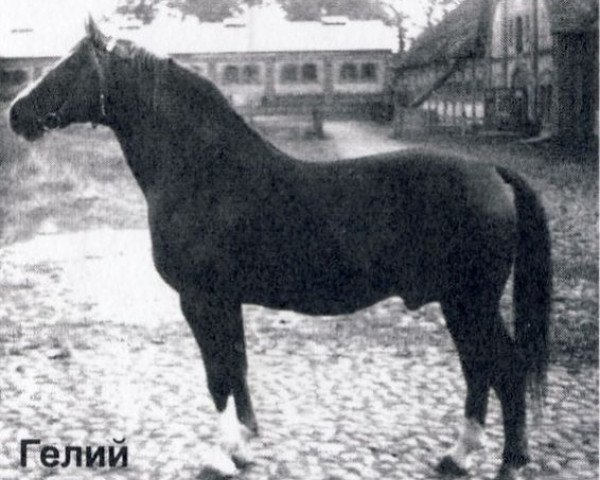 stallion Gelij (Hanoverian, 1965, from Guenther 3082) stallion Gelij (Hanoverian, 1965, from Guenther 3082)