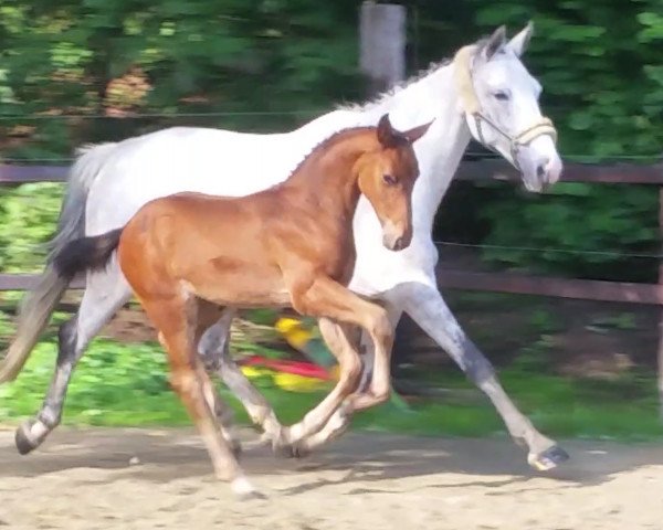 dressage horse Canturador (Oldenburg show jumper, 2017, from Canturano I)