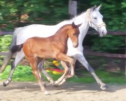 dressage horse Canturador (Oldenburg show jumper, 2017, from Canturano I)