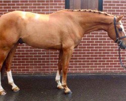 jumper Action Z (Zangersheide riding horse, 2012, from Arko III)