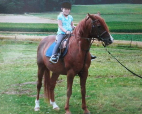 horse RASAL ox (Arabian purebred, 1992, from Brigand ox)
