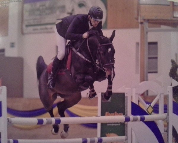 broodmare Calysta (Croatian Warmblood, 2007, from carpaccio 1)