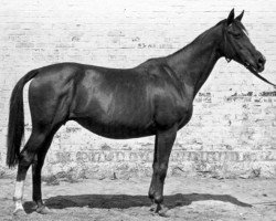 broodmare Hirnschale (Trakehner, 1922, from Lichtenstein)