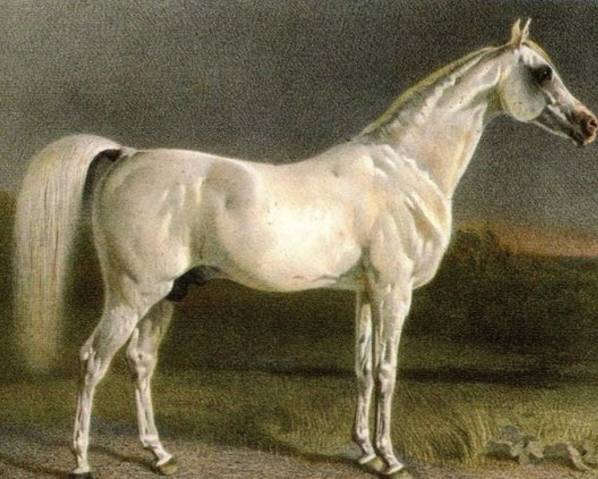 Deckhengst Zarif DB (Vollblutaraber, 1837)