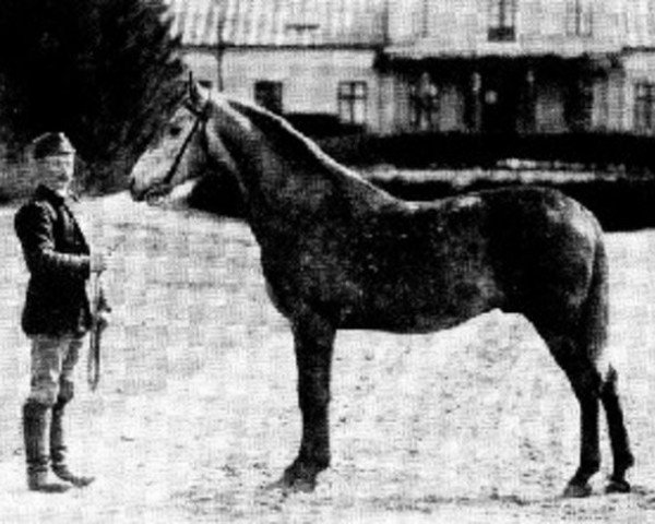 stallion Bassra ox (Arabian purebred, 1892, from Cham ox)