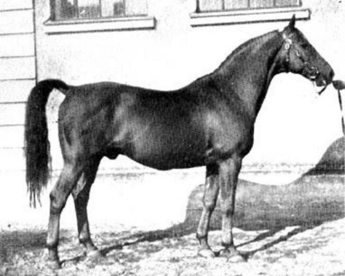 Deckhengst Pommery (Schwedisches Warmblut, 1937, von Humanist)