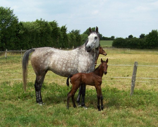 broodmare Serena (Hanoverian, 2000, from Santini)