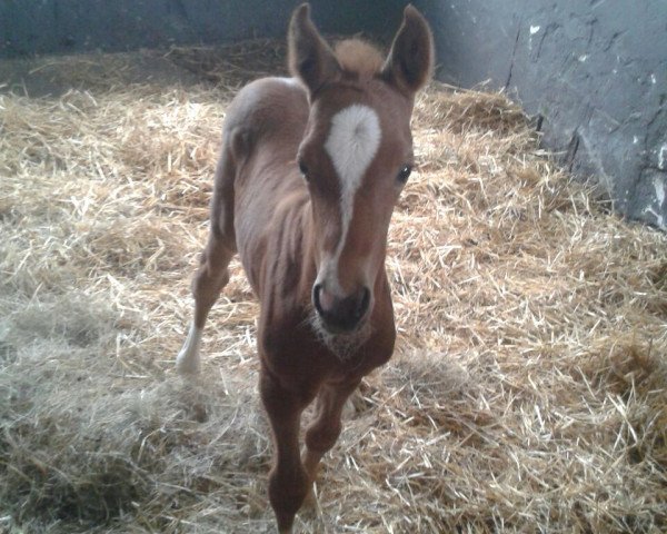 horse Da Vinci (German Riding Pony, 2015, from Darino-Gold)