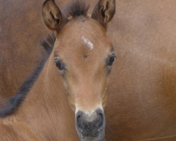 jumper Fürst Fiano 2 (German Sport Horse, 2016, from Fürst Magic)