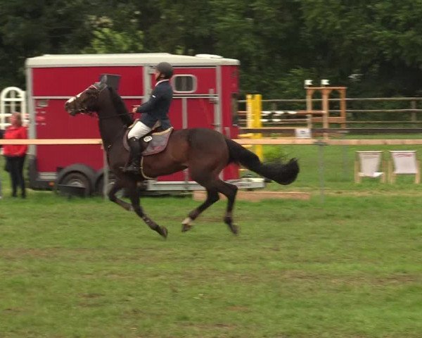 Reitturnier Schillerslage 2018