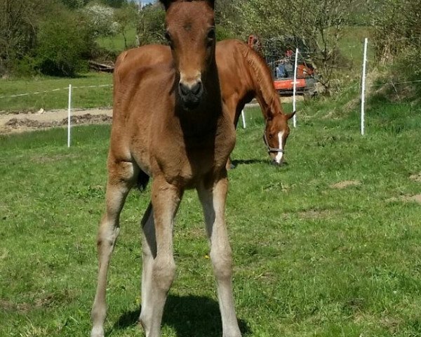 horse Grace Kelly (German Riding Pony, 2017, from Gabiano B)