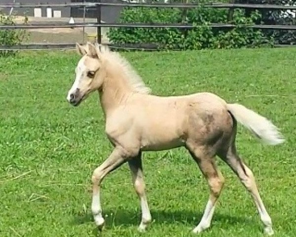 Pferd Golden Clooney (Welsh Pony (Sek.B), 2017, von Cadlanvalley Sir Ivanhoe)