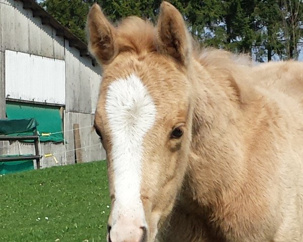 Pferd Golden Caitlyn (Deutsches Reitpony, 2017, von Cadlanvalley Sir Ivanhoe)