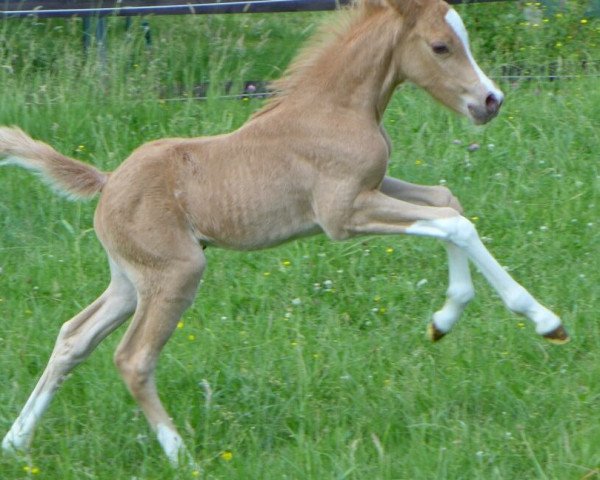 Zuchtstute Golden Chiquita (Deutsches Reitpony, 2017, von Cadlanvalley Sir Ivanhoe)