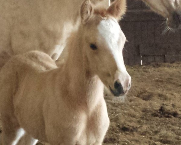 Pferd Golden Casanova (Deutsches Reitpony, 2017, von Cadlanvalley Sir Ivanhoe)
