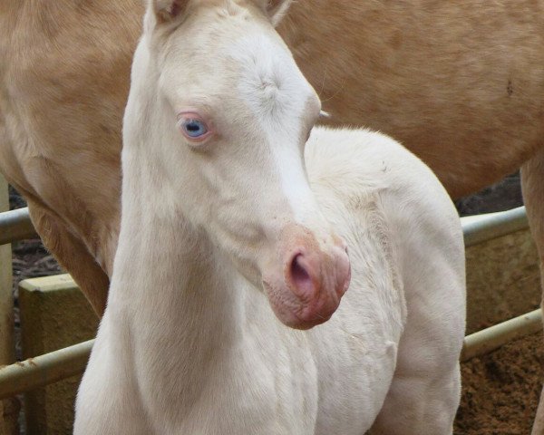 Pferd Calimero (Deutsches Reitpony, 2016, von Cadlanvalley Sir Ivanhoe)