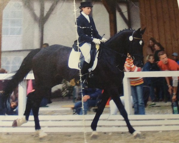 horse Amay B (Hanoverian, 1999, from Akatschi)