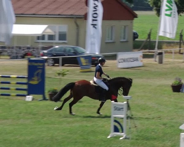 Reitturnier Schwanebeck 2018