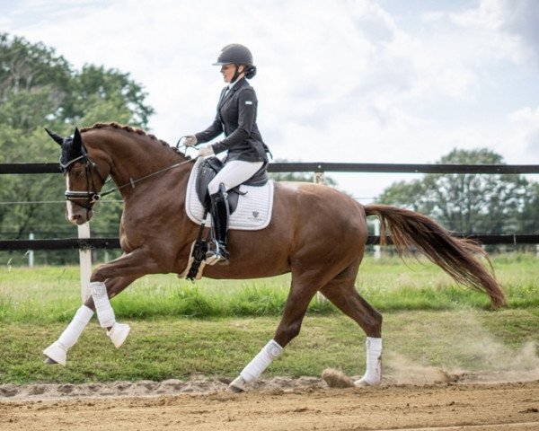 broodmare Burberry's Dream (Oldenburg, 2015, from Farrell)